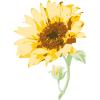 Sizzix Layered Clear Craft Stamps for Card Making 6PK Sunflower Stem by Olivia Rose | 665975 | Chapter 4 2022