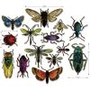 Sizzix Framelits Die Set Entomology by Tim Holtz (14-Pack), Multicolor