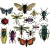 Sizzix Framelits Die Set Entomology by Tim Holtz (14-Pack), Multicolor
